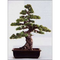 TROPICA Japanese White Pine