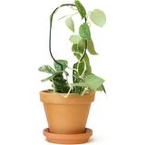 Botanopia Krukspaljé "Mini Plant Stake" - Svart