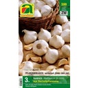 AUSTROSAAT Knoblauch zur Herbstbepflanzung - 3 Stück
