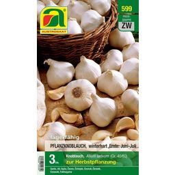 AUSTROSAAT Knoflook voor herfstbeplanting - 3 stuks