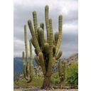 TROPICA Mexican Giant Cactus - 1 Pkg