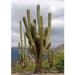 TROPICA Mexican Giant Cactus - 1 Pkg