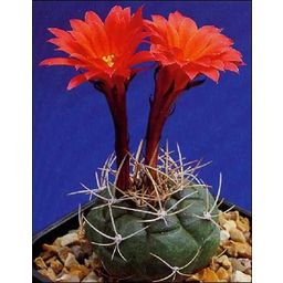 TROPICA Peruvian Dwarf Cactus - 1 Pkg
