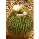 TROPICA Golden Barrel Cactus - 1 Pkg