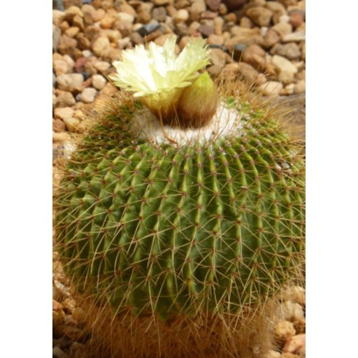 TROPICA Golden Barrel Cactus - 1 Pkg