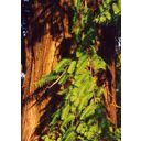 TROPICA Primeval world sequoia - 1 Pkg