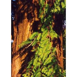 TROPICA Primeval world sequoia - 1 Pkg