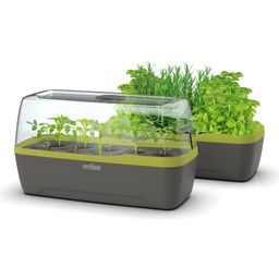 Mini Invernadero / Macetero BoQube L - Antracita y Verde Verano - 1 pieza