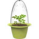 Romberg Mini Growing Pots - 1 Set
