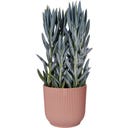 elho vibes fold around 25cm - Delicate Pink