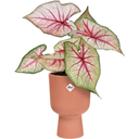 elho vibes fold coupe 14cm - Delicate Pink