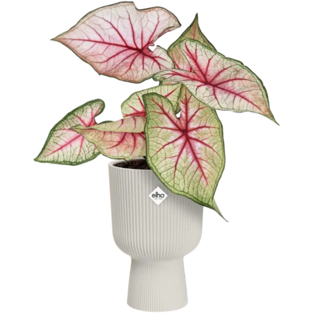 vibes fold coupe 30cm delicaat roze - ® - Give room to nature vibes fold coupe 30cm delicaat roze - ® - Give room to nature
