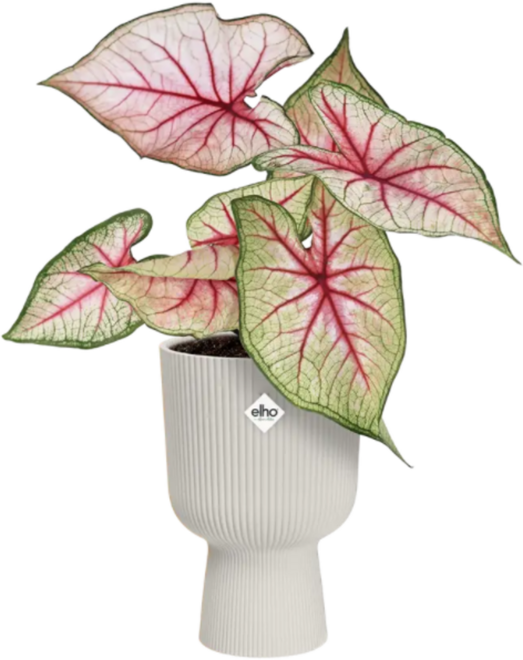 elho vibes fold coupe 14 cm - seidenweiß