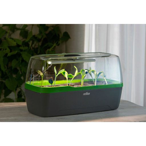 BoQube Greenhouse & Planter L PLUS LED - Anthracite & Summer Green - 1 item