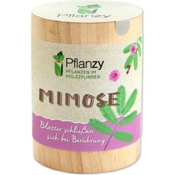 Feel Green Pflanzy - Mimosa