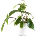 Support pour Plantes 