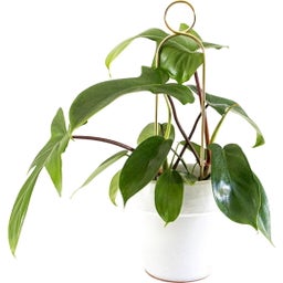 Support pour Plantes 