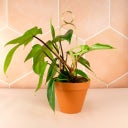 Support pour Plantes 