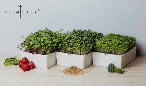 Vitamine von der Fensterbank