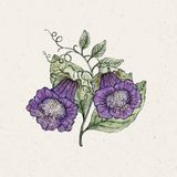 Jora Dahl "violett" serleglonc - Cobaea Scandens