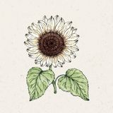 Helianthus Debilis "Vanilla Ice" Sunflower