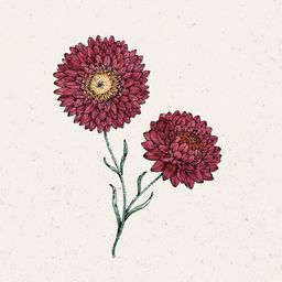 Jora Dahl Helichrysum Bracteatum - Scarlet