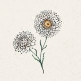 Jora Dahl Slamiha "White" - Helichrysum bracteatum