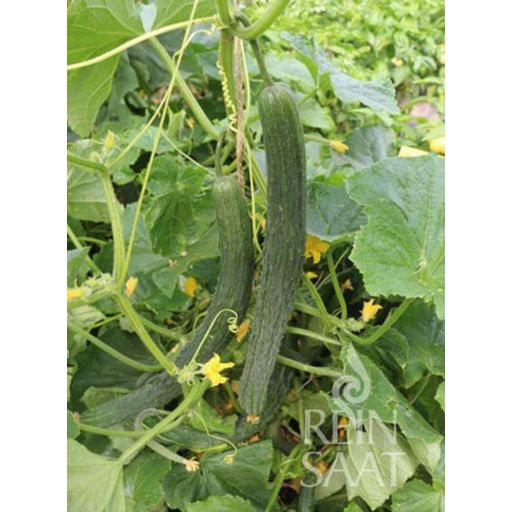 ReinSaat Cucumber Saikó - 1 Pkg