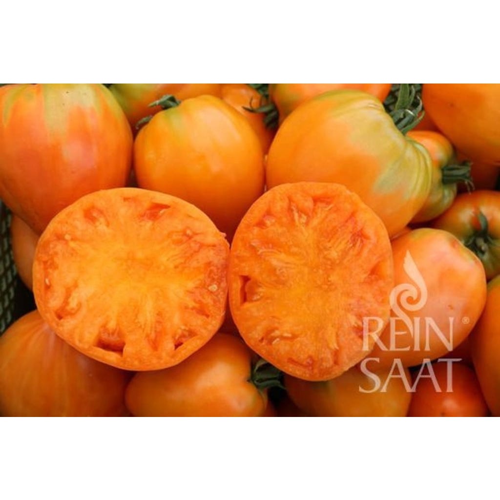 Bio Ochsenherz-Möhrensamen 'Oxheart' – Mittelspät, 500 Samen, Orange (Daucus Carota)