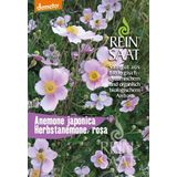 ReinSaat Bio japonska anemona