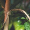 Growers Choice by Tildenet Biodegradable Jute Yarn - 1 item