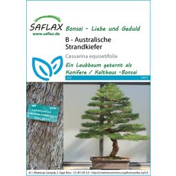 Saflax Bonsai - Australische Pijnboom - 1 Verpakking