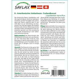 Saflax Bonsai - Amerikai ámbrafa - 1 csomag
