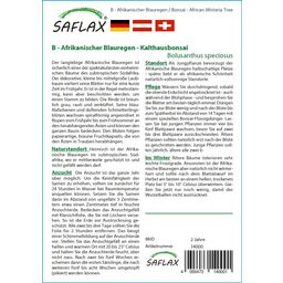 Saflax Bonsai - Afrikaanse Blauwe Regen - 1 Verpakking