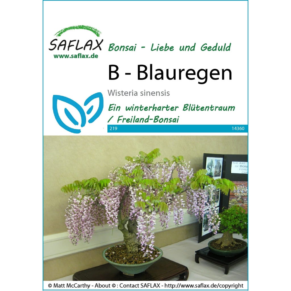 Saflax Bonsai - Wisteria, 1 Package - Bloomling International