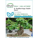 Saflax Bonsai - Heilige Vijgenboom - Bodhi Boom