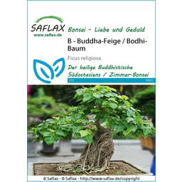 Saflax Bonsai - Heilige Vijgenboom - Bodhi Boom - 1 Verpakking