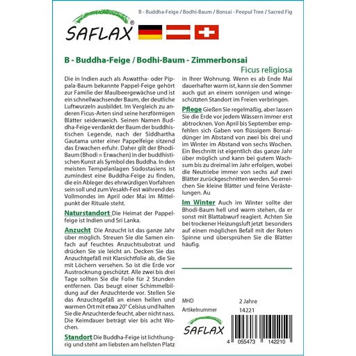 Saflax Bonsai - Fico Sacro - 1 conf.