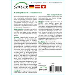 Saflax Bonsaï - Érable Trident - 1 sachet