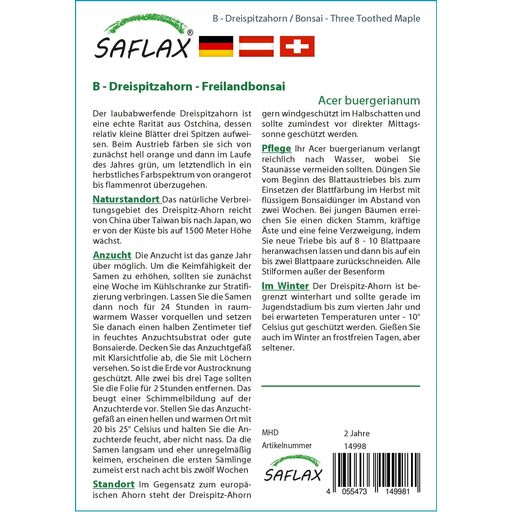 Saflax Bonsai - Dreispitzahorn - 1 Pkg