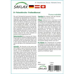 Saflax Bonsai - Sajmeggy - 1 csomag