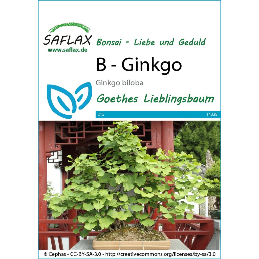 Saflax Bonsai - Ginkgo, 1 Packung - Bloomling Schweiz