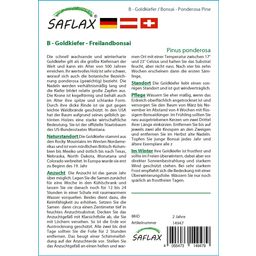 Saflax Bonsai - Goldkiefer - 1 Pkg