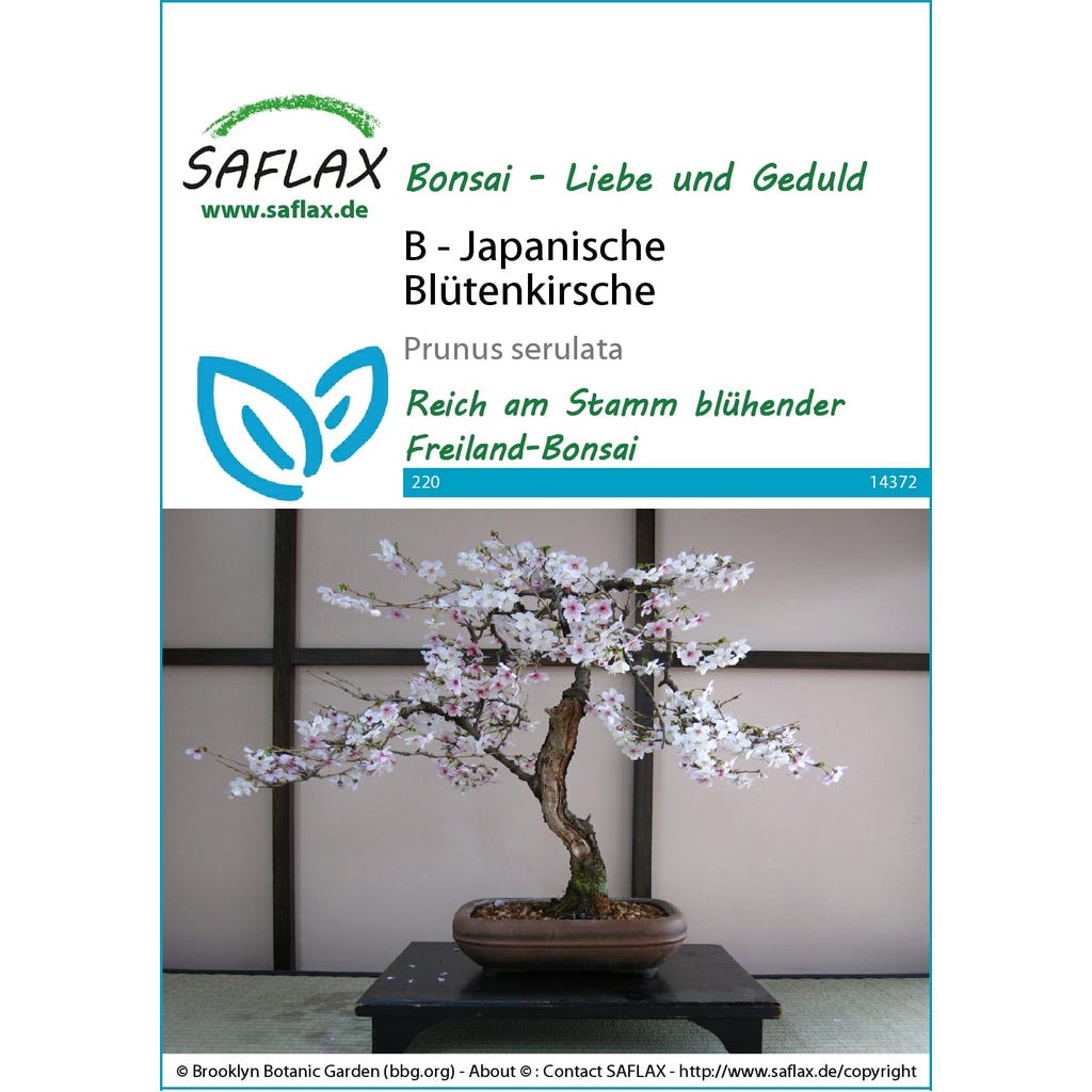Saflax Bonsai - East Asian Cherry, 1 Package - Bloomling International