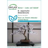 Saflax Bonsaj -  japonská kvitnúca čerešňa