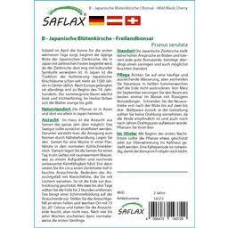 Saflax Bonsai - Japanskt Prydnadskörsbär - 1 Paket