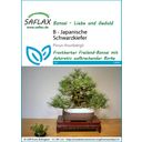 Saflax Bonsai - Japanese Black Pine - 1 Pkg