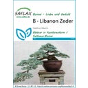 Saflax Bonsai - Libanon Zeder - 1 Pkg