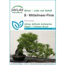 Saflax Bonsai - Mediterranean Pine - 1 Pkg