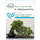 Saflax Bonsai - Mediterranean Pine